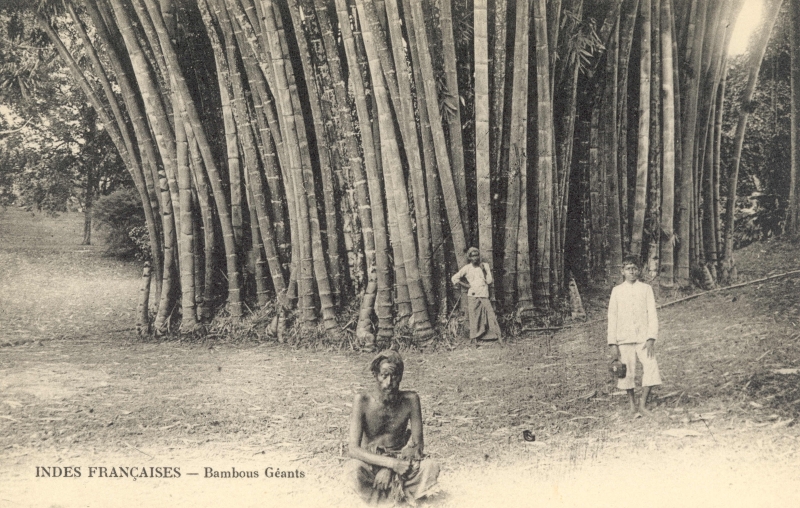 12-22 - Inde francaise - bambous